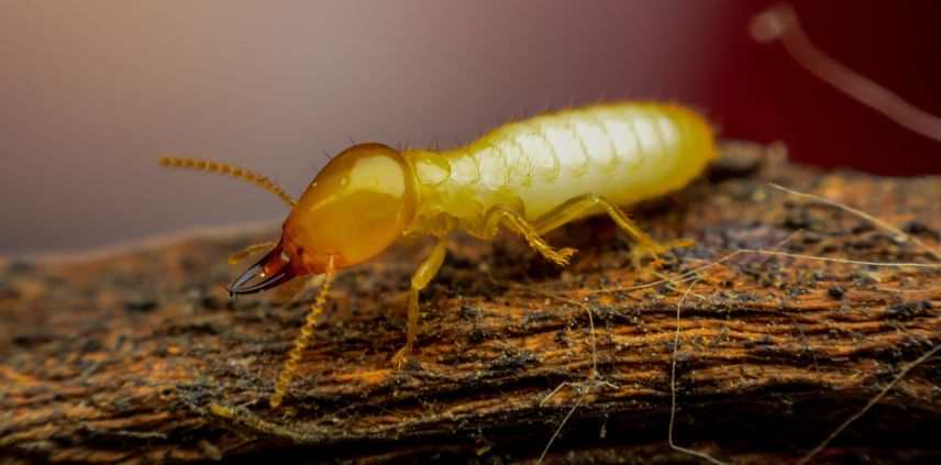 anti termite control