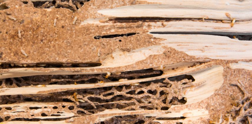 termite control