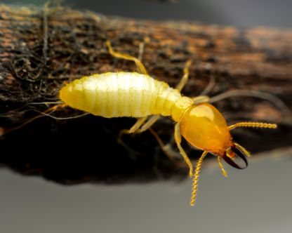 anti termite control