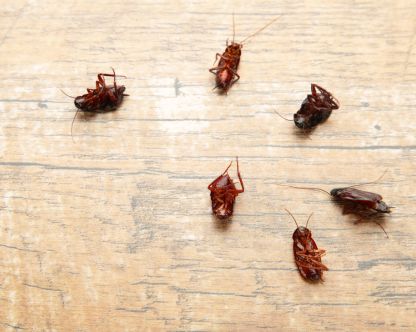 cockroach control