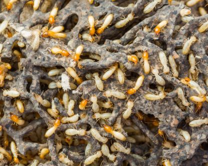 termite control