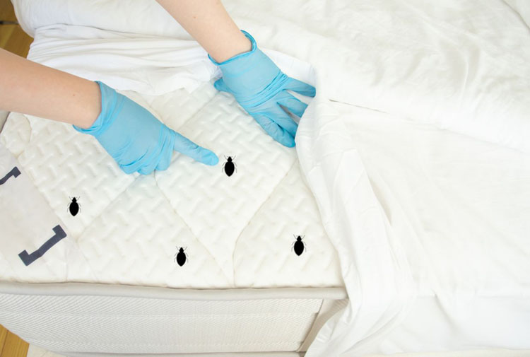 bedbugs control services