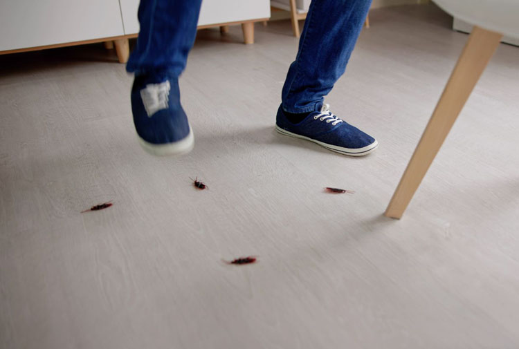cockroach control services bangalore
