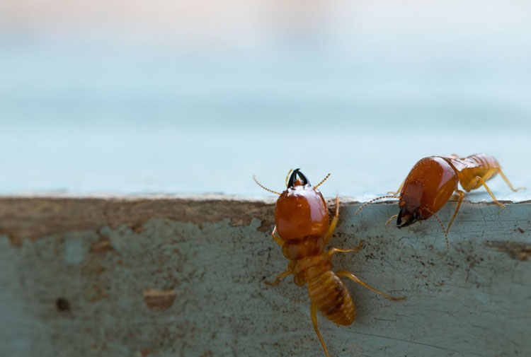 termite control services