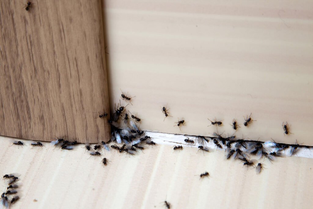 Termite